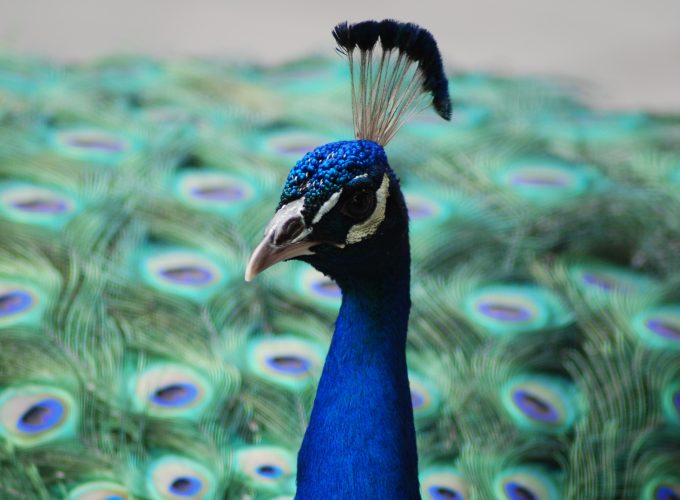 Wallpaper Peacock, feathers, Animals 832508717